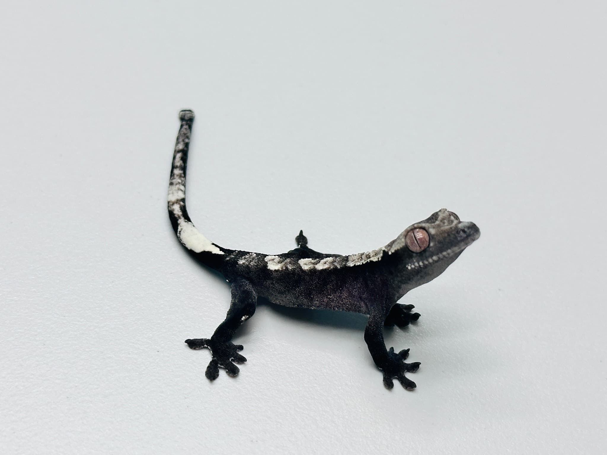 상품 이미지 2