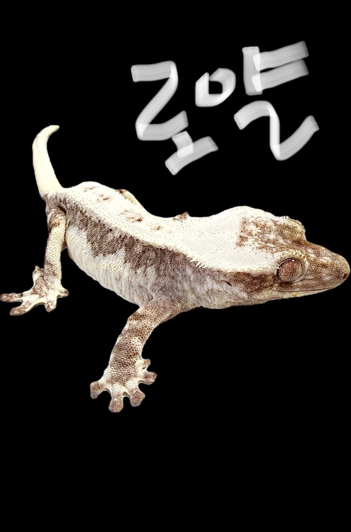부 개체