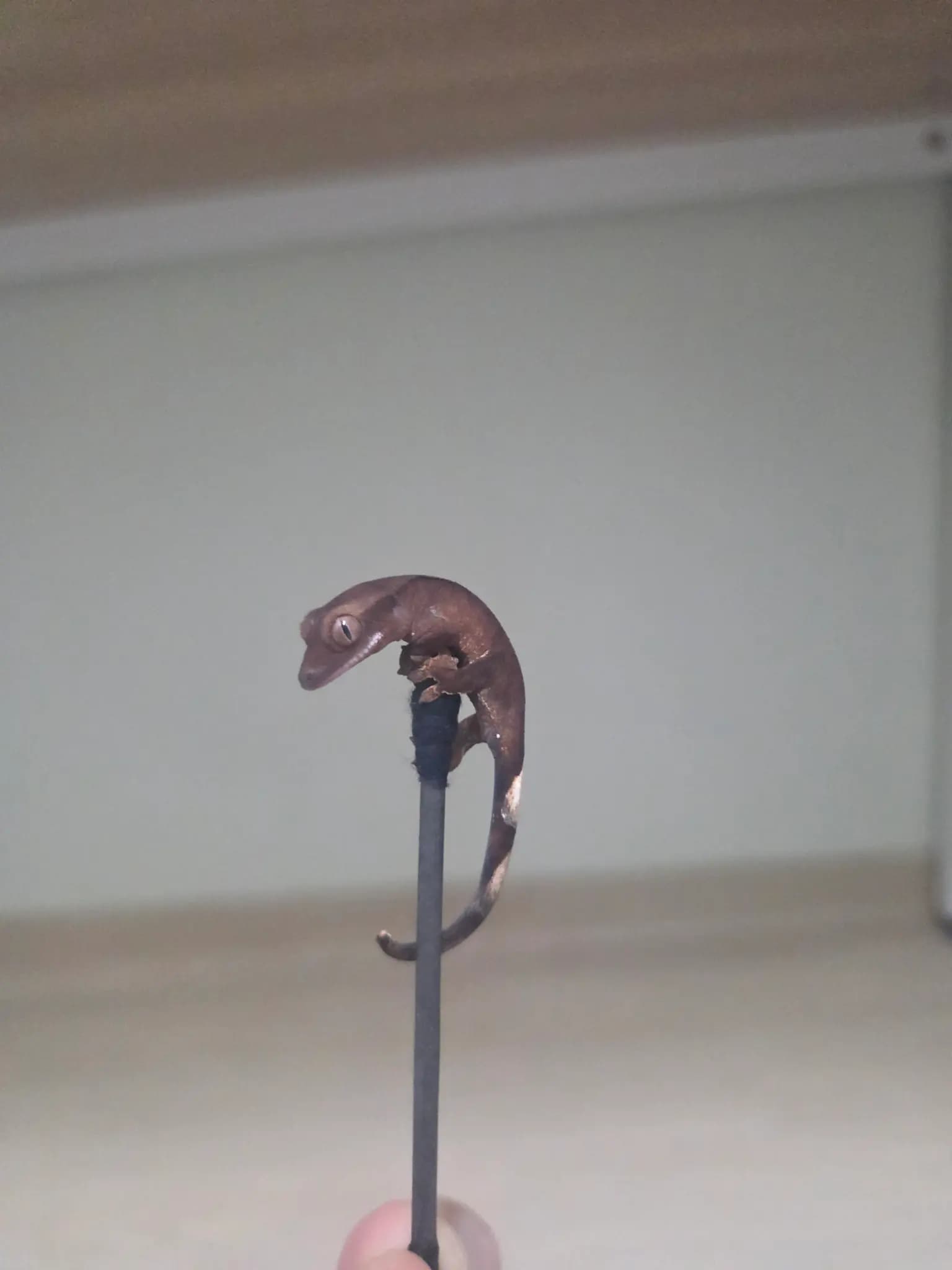상품 이미지 2