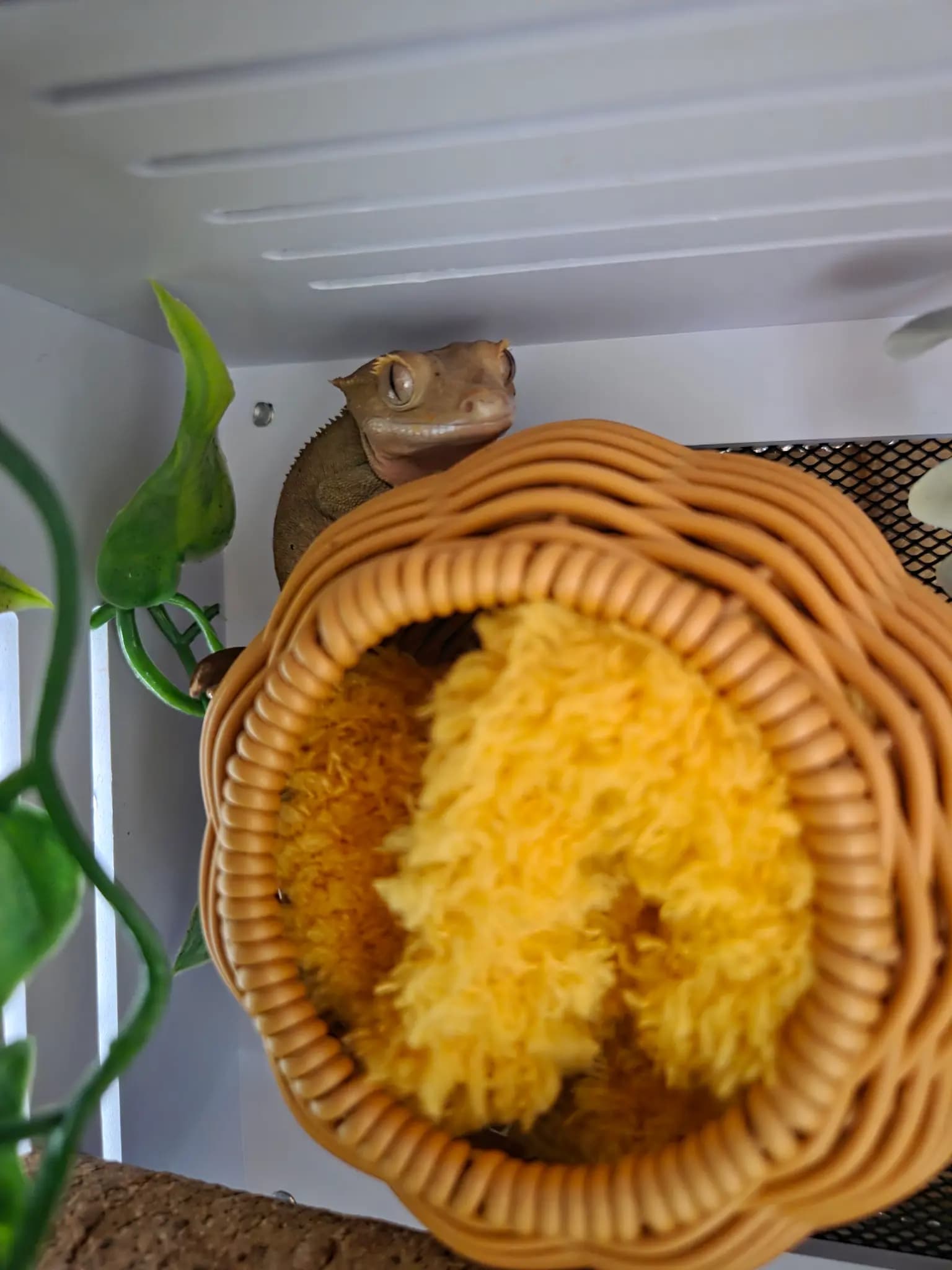 모 개체