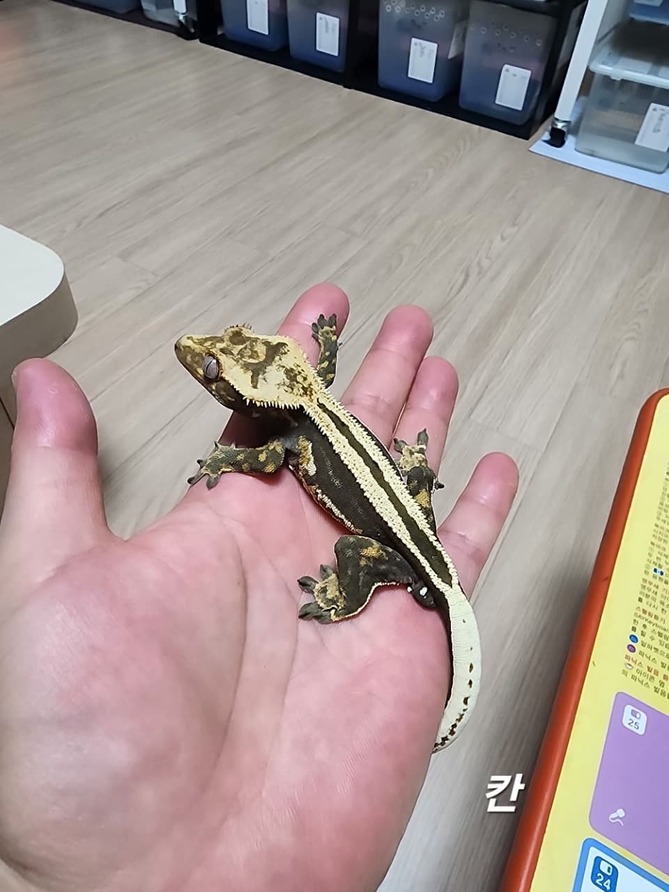 부 개체