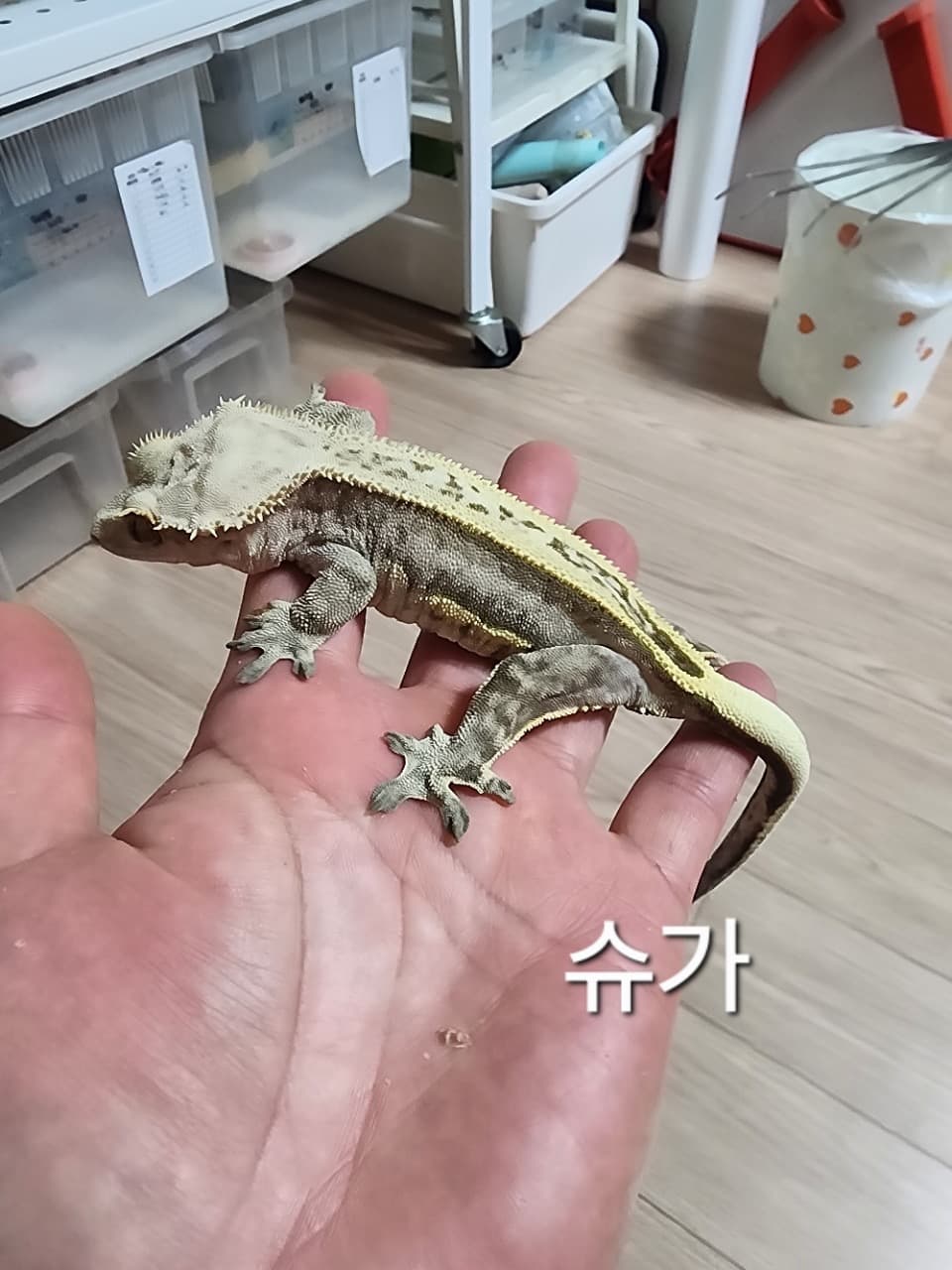 모 개체