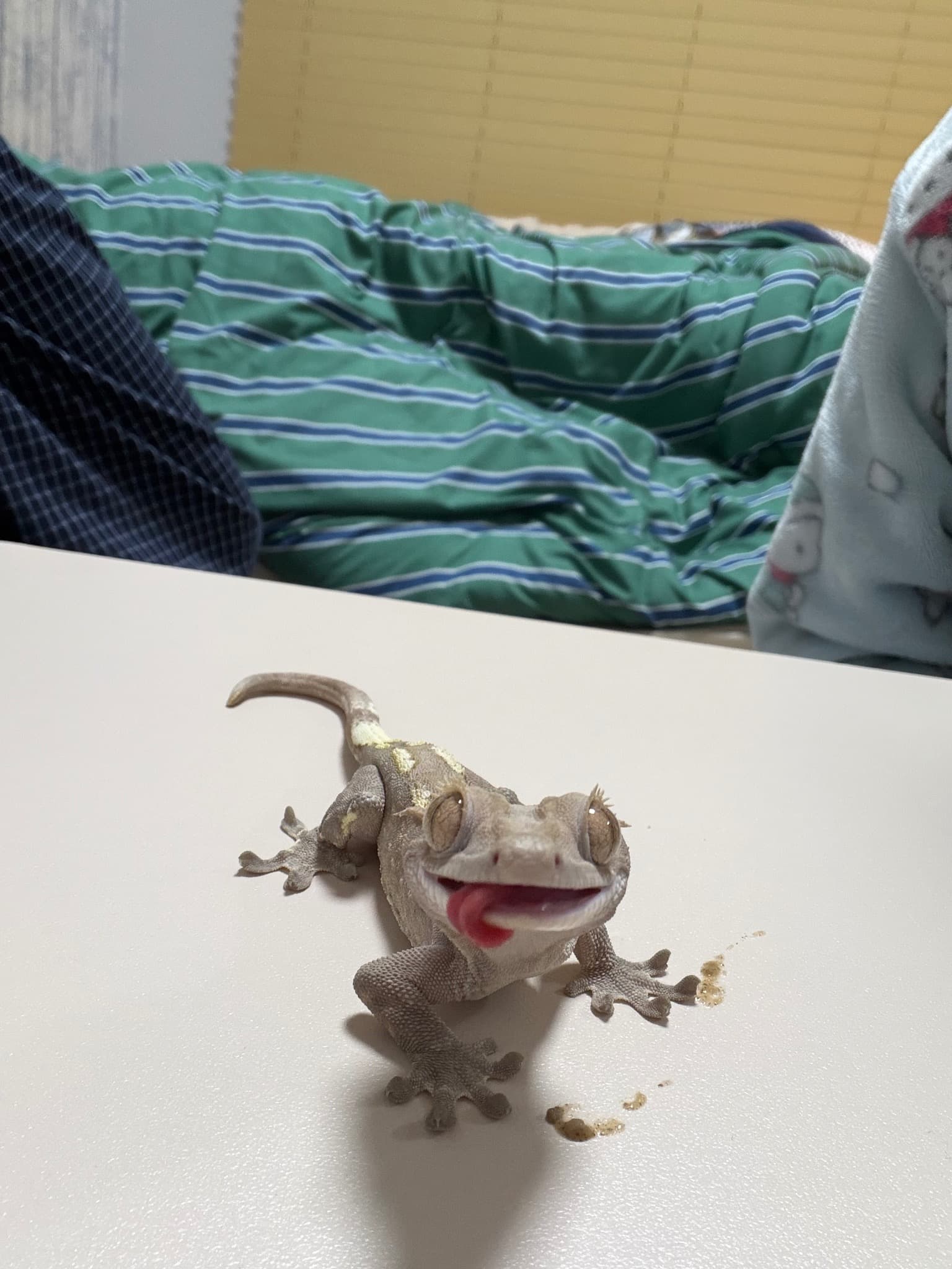 부 개체