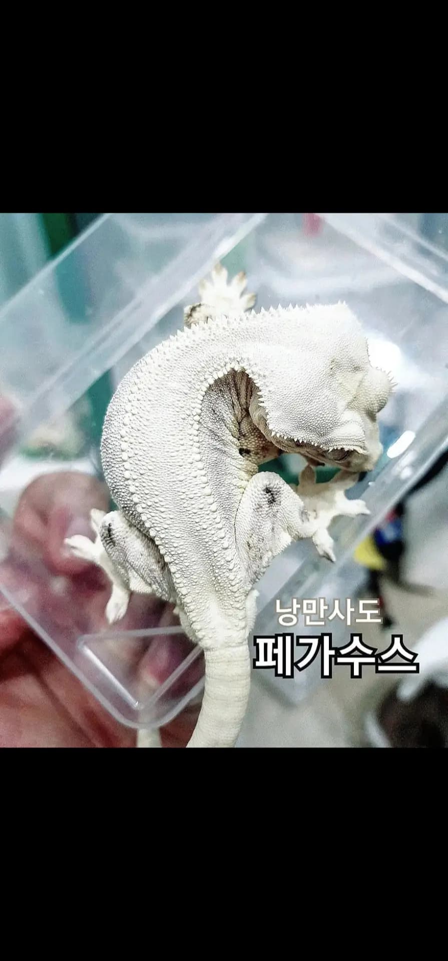 부 개체