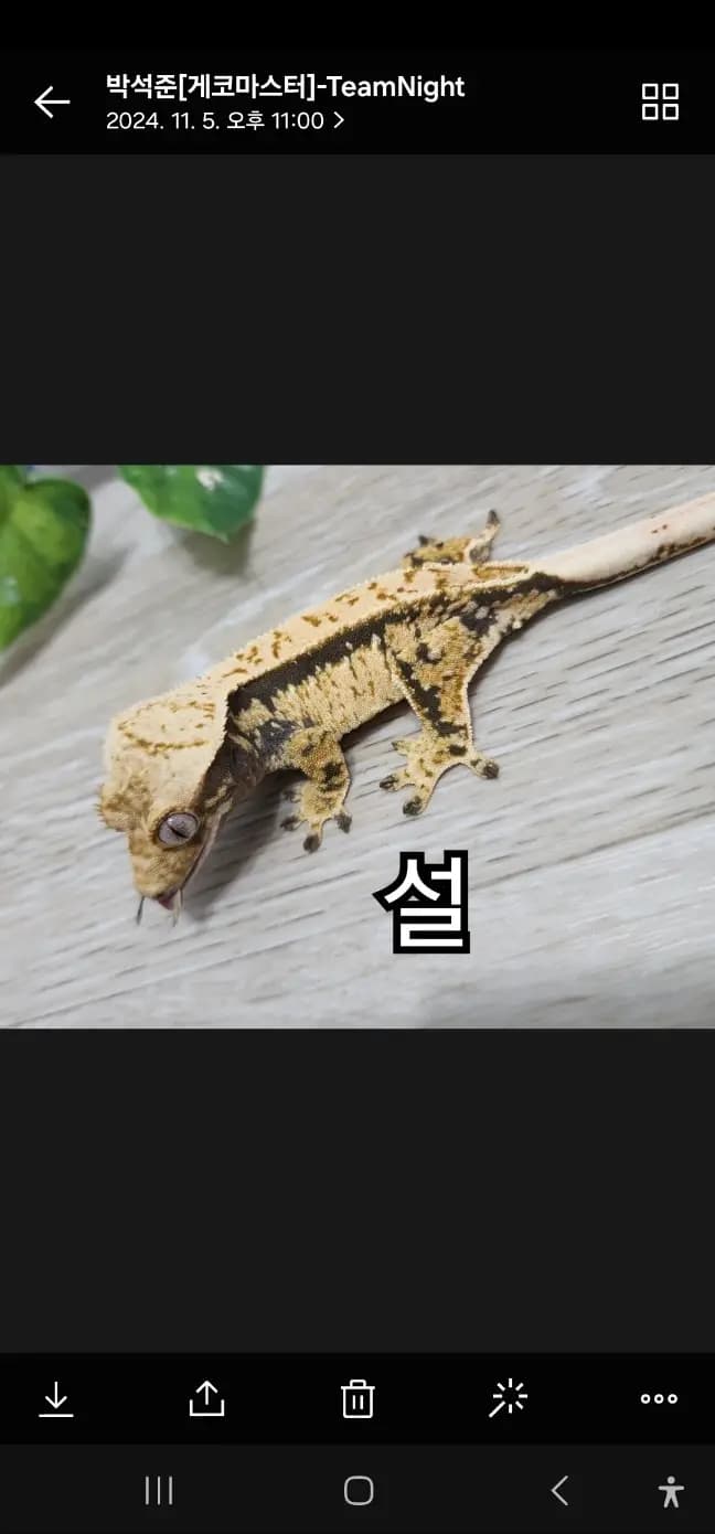 모 개체