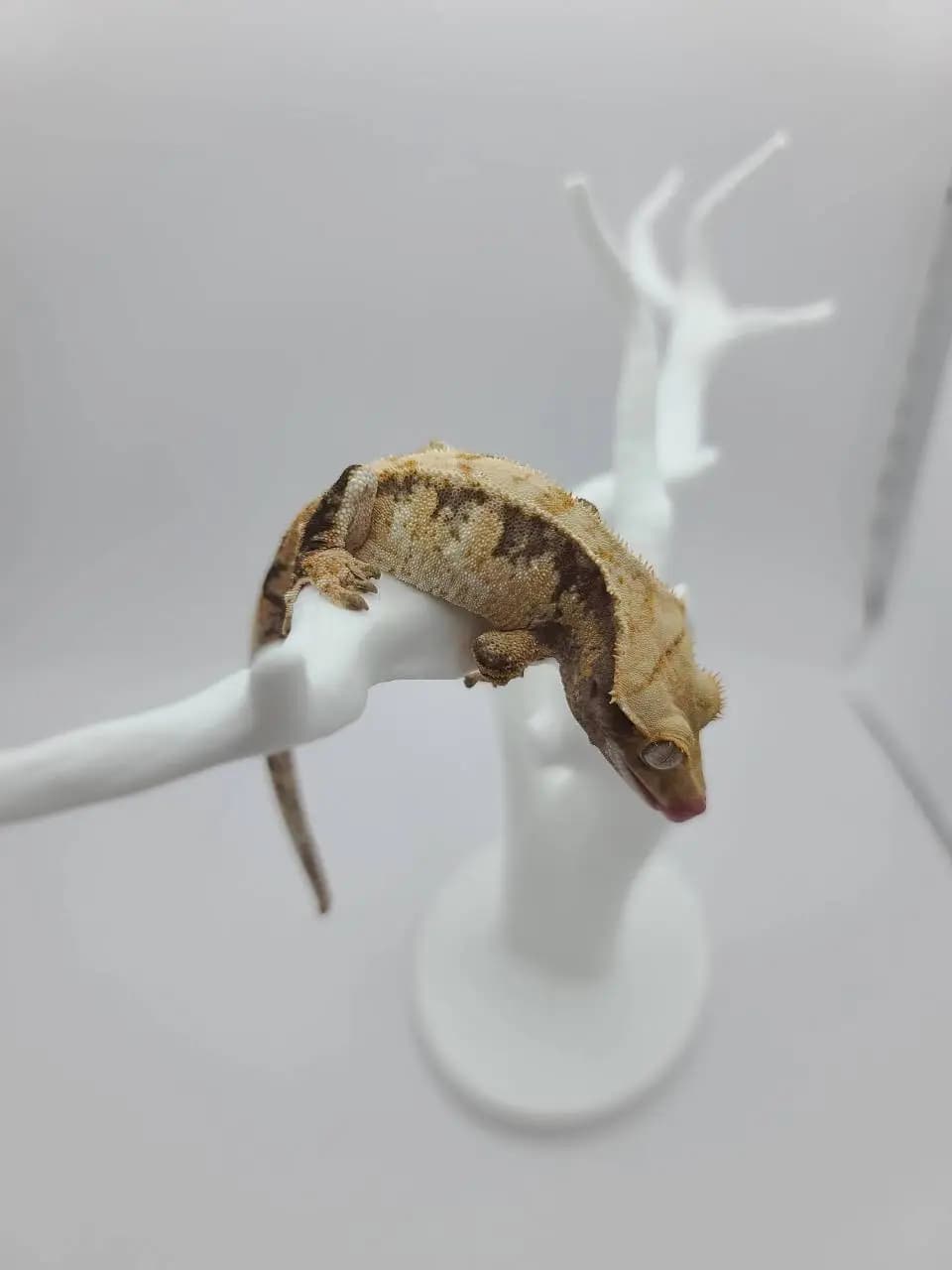 상품 이미지 3