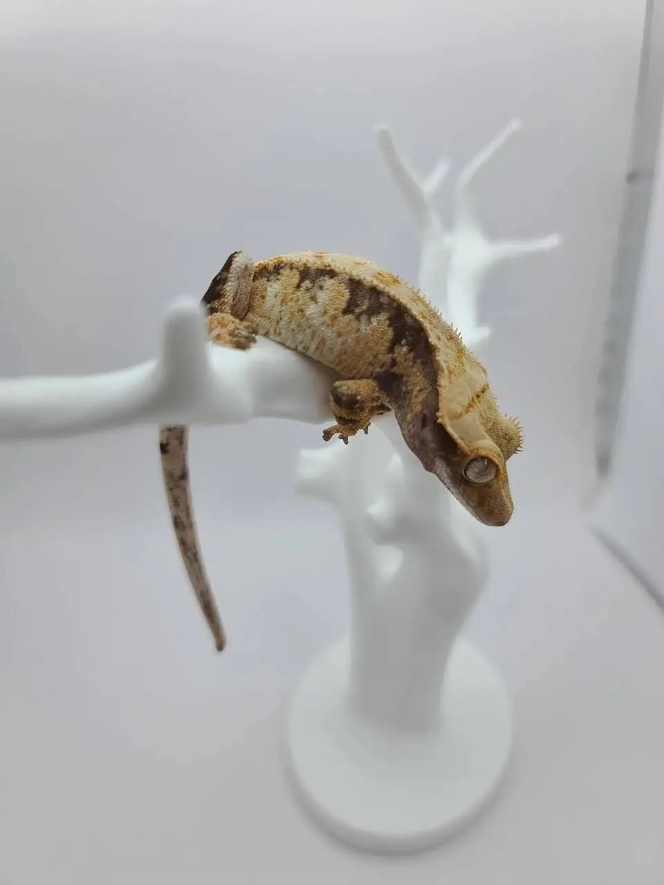 상품 이미지 2