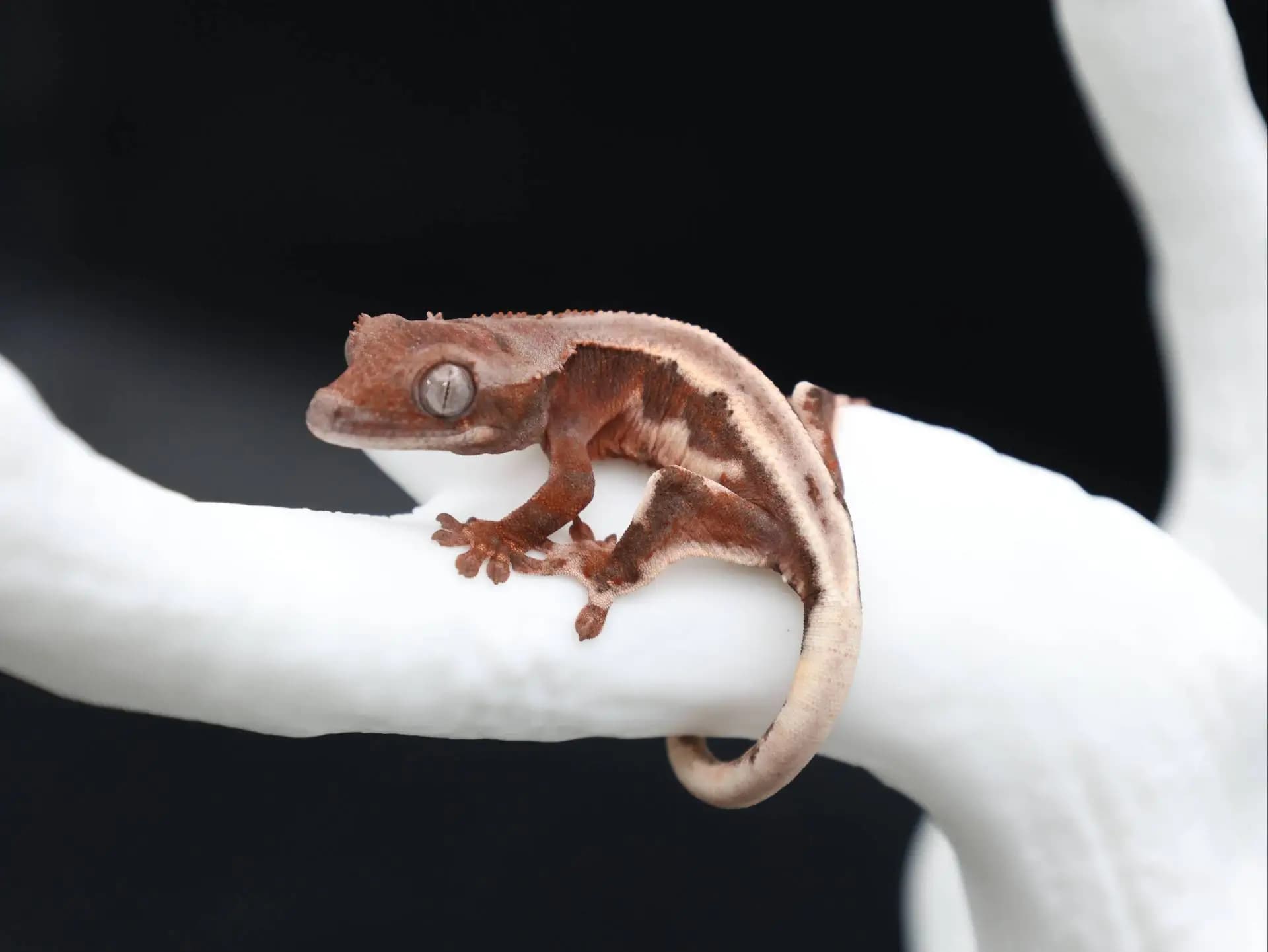 상품 이미지 1