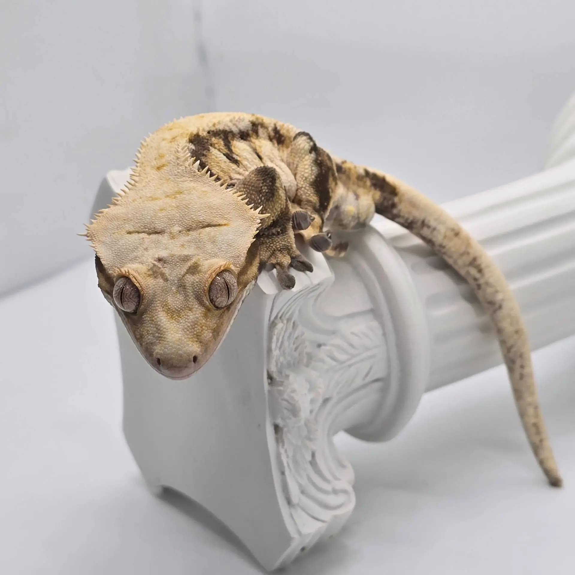상품 이미지 6