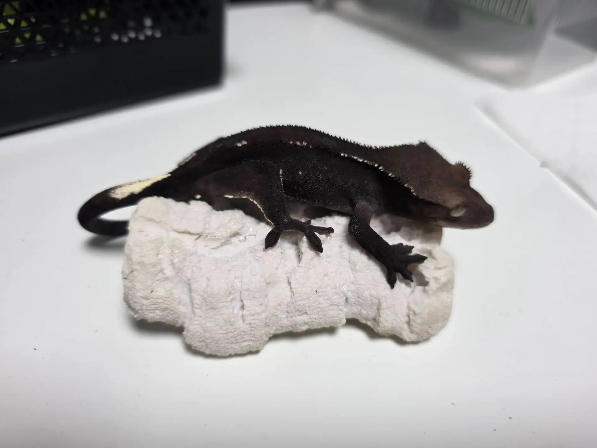 모 개체