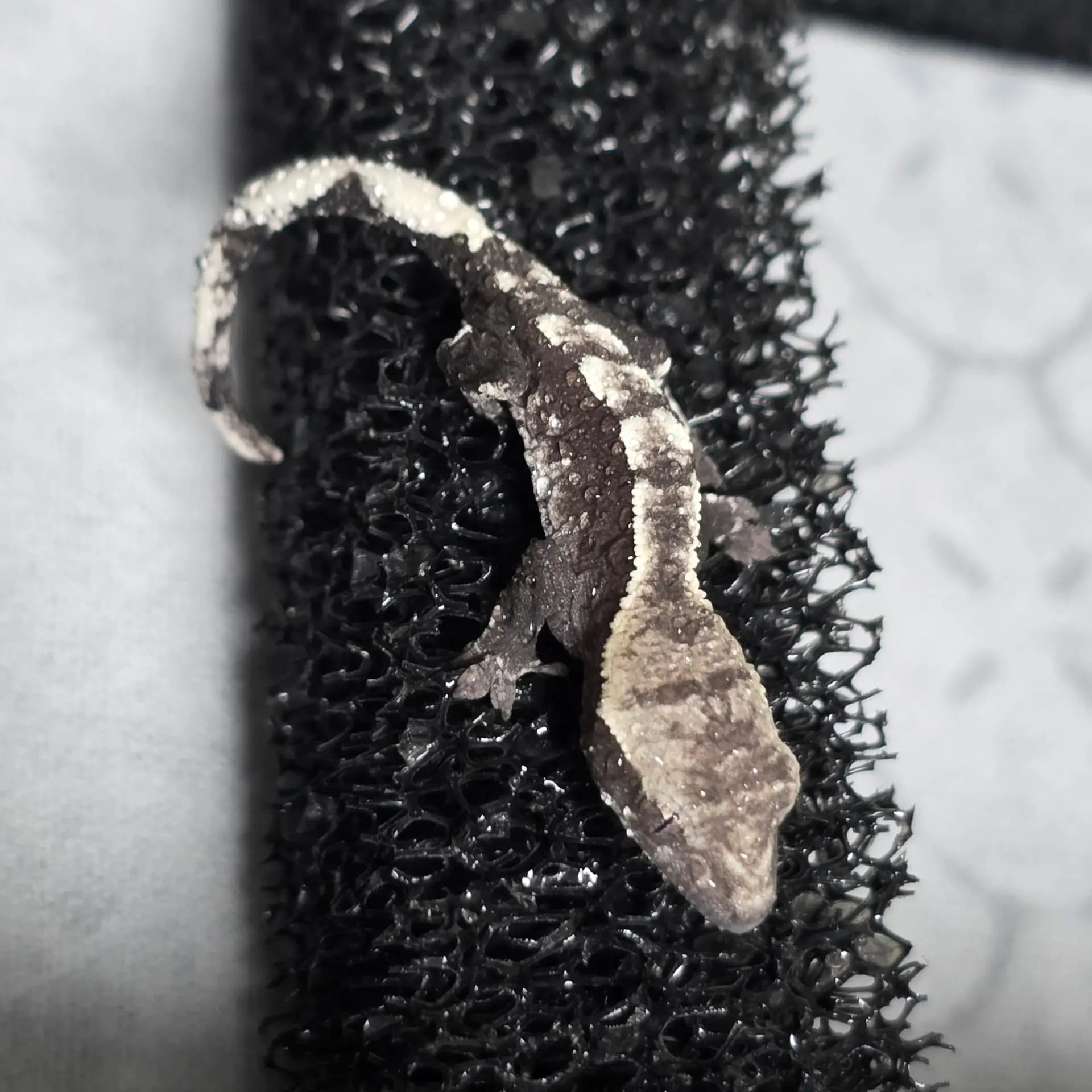 상품 이미지 2