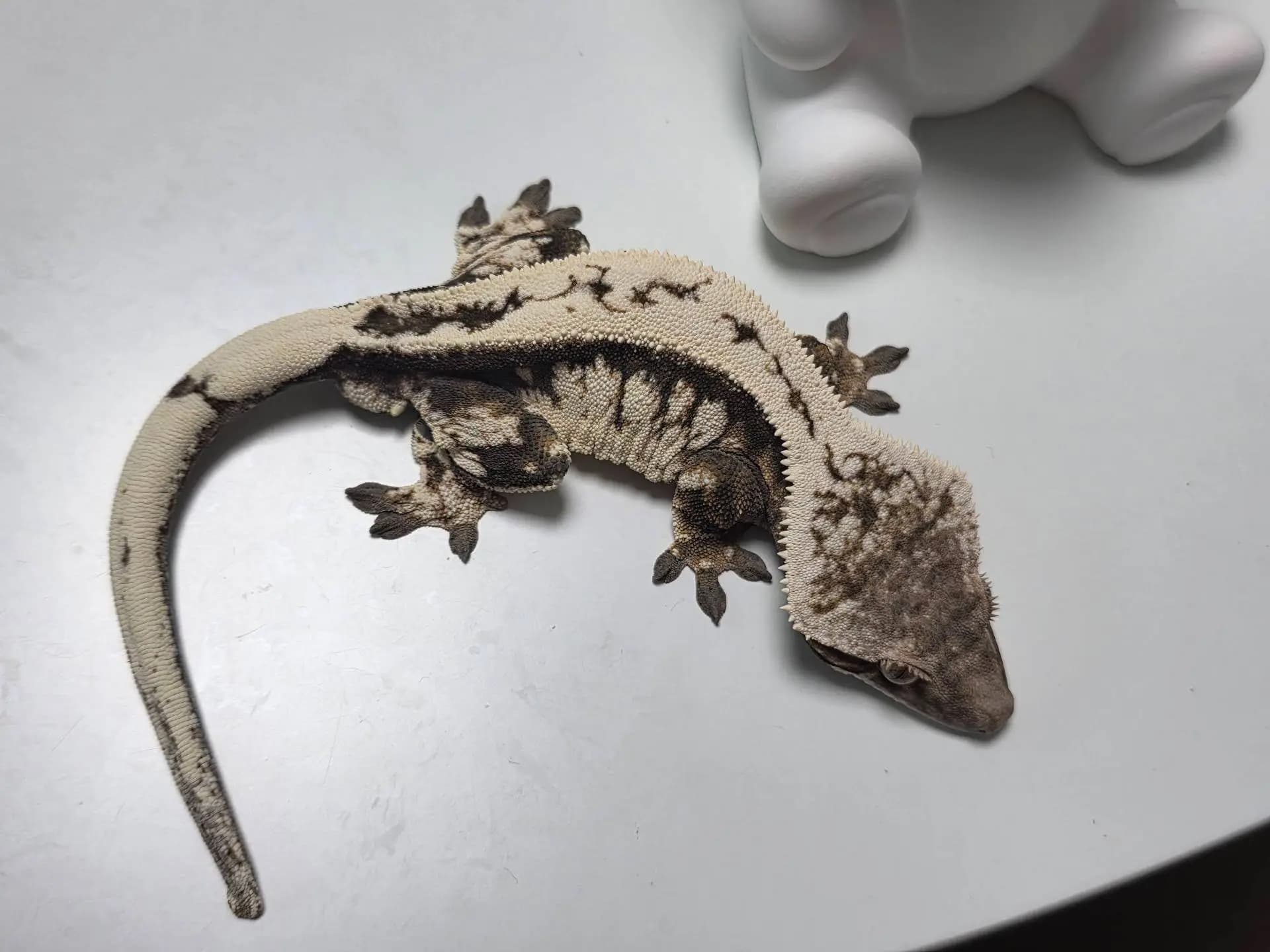 부 개체