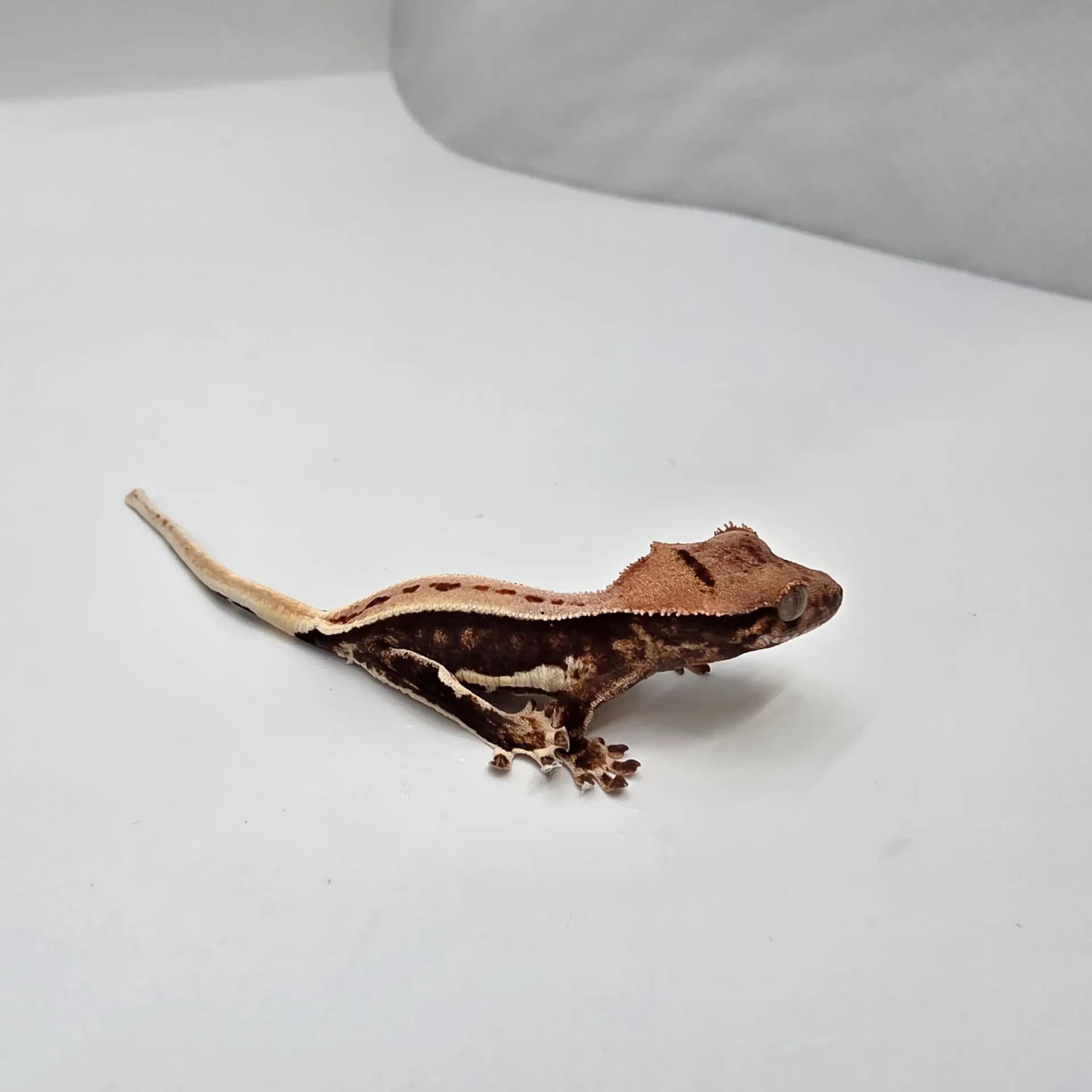 상품 이미지 2