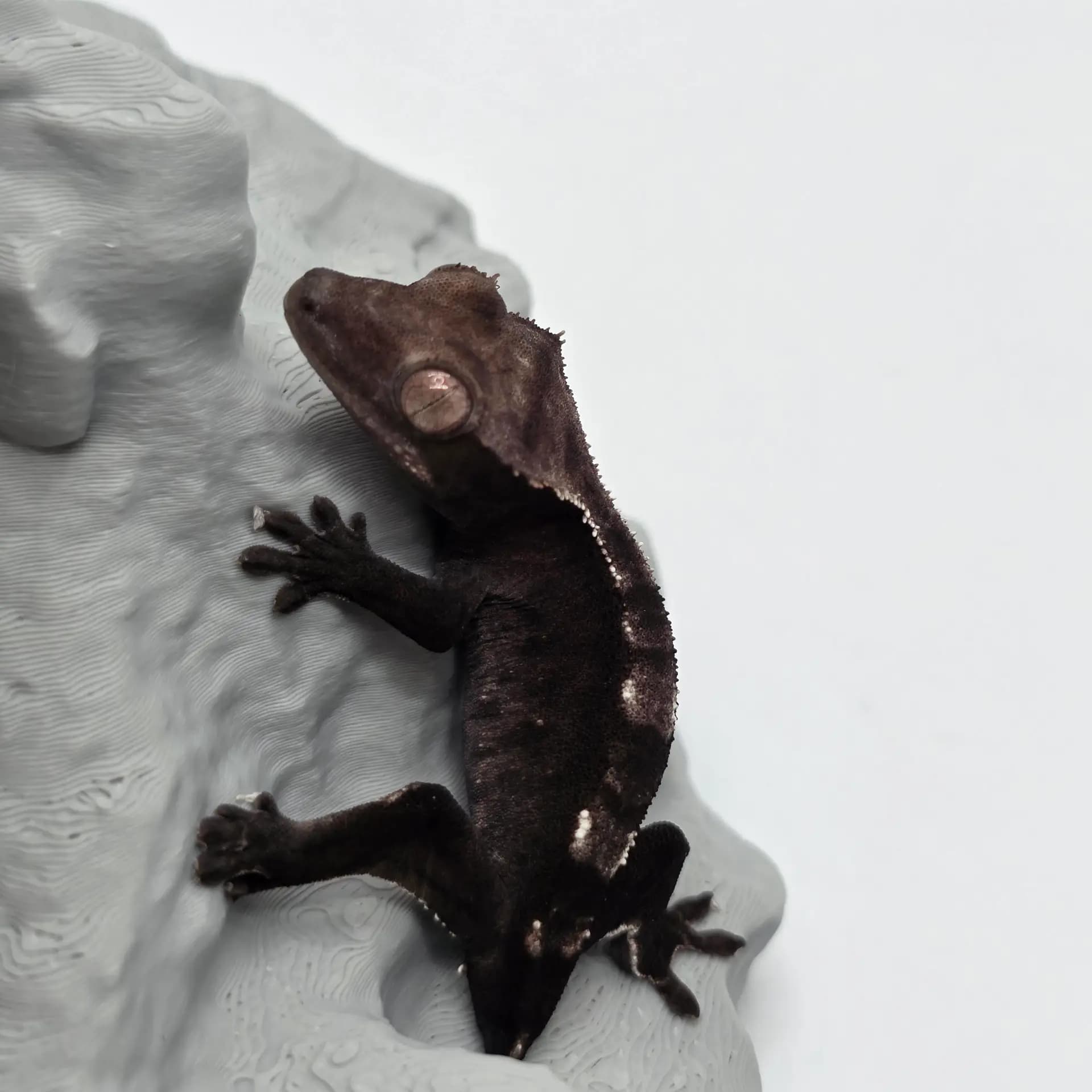 상품 이미지 2