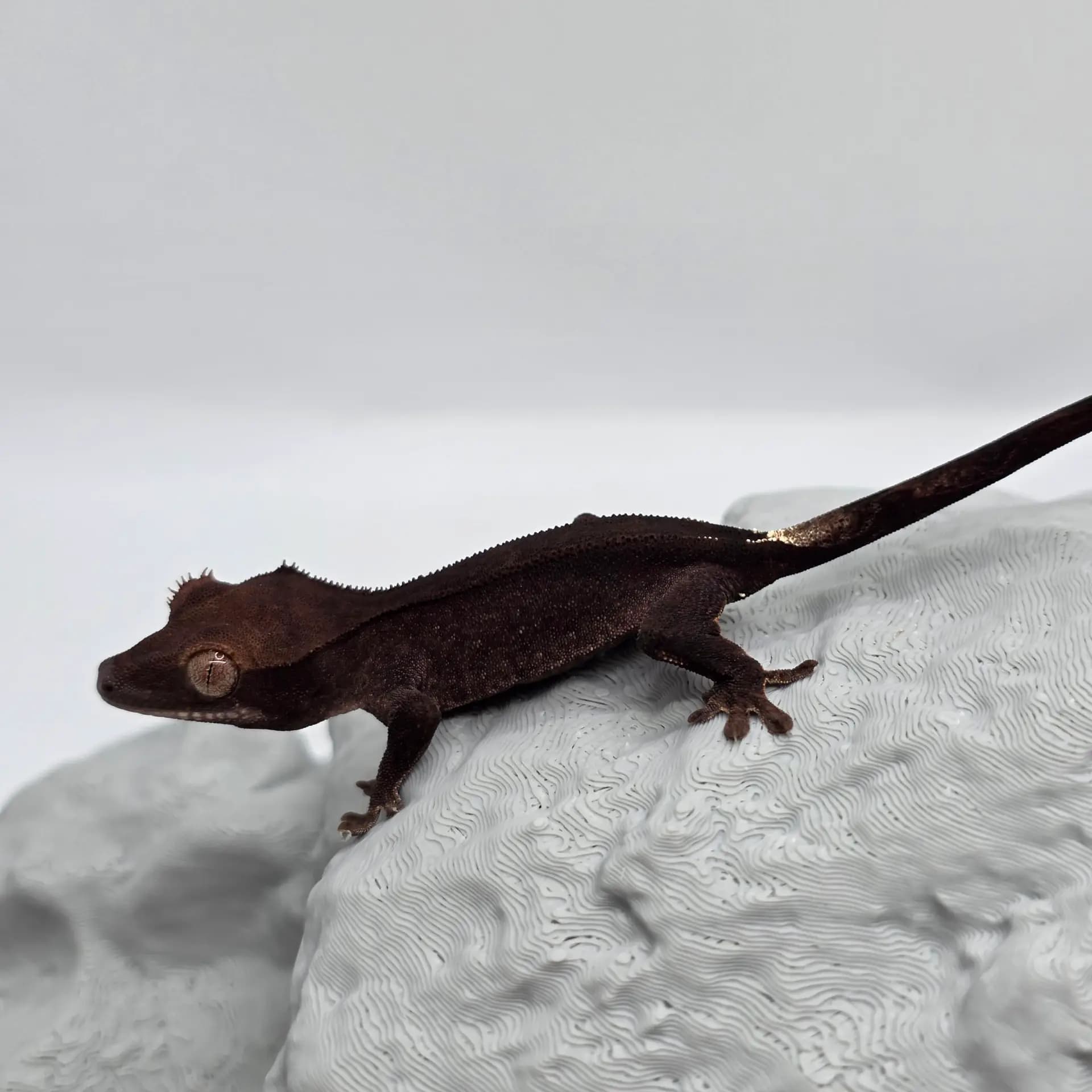 상품 이미지 1