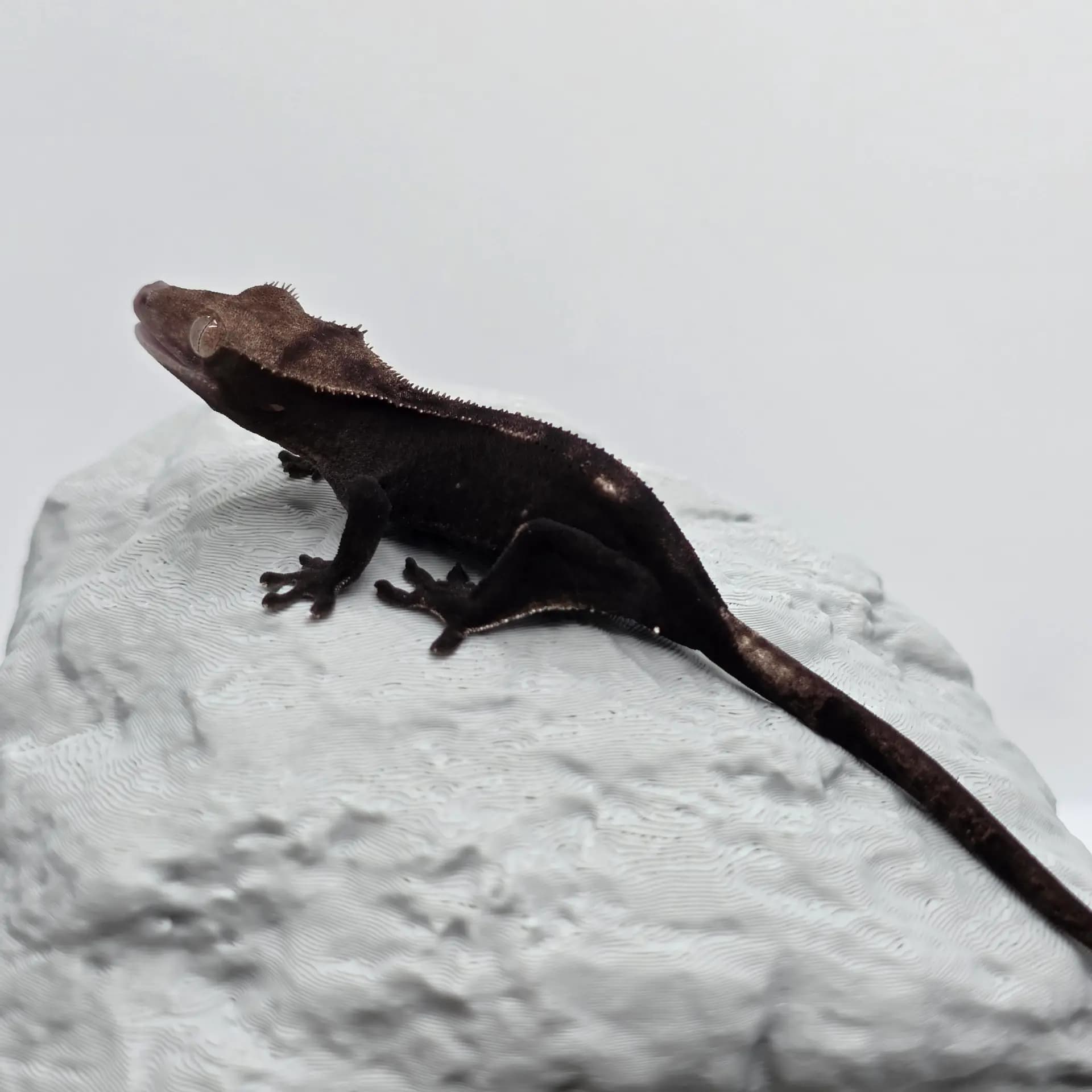 상품 이미지 2