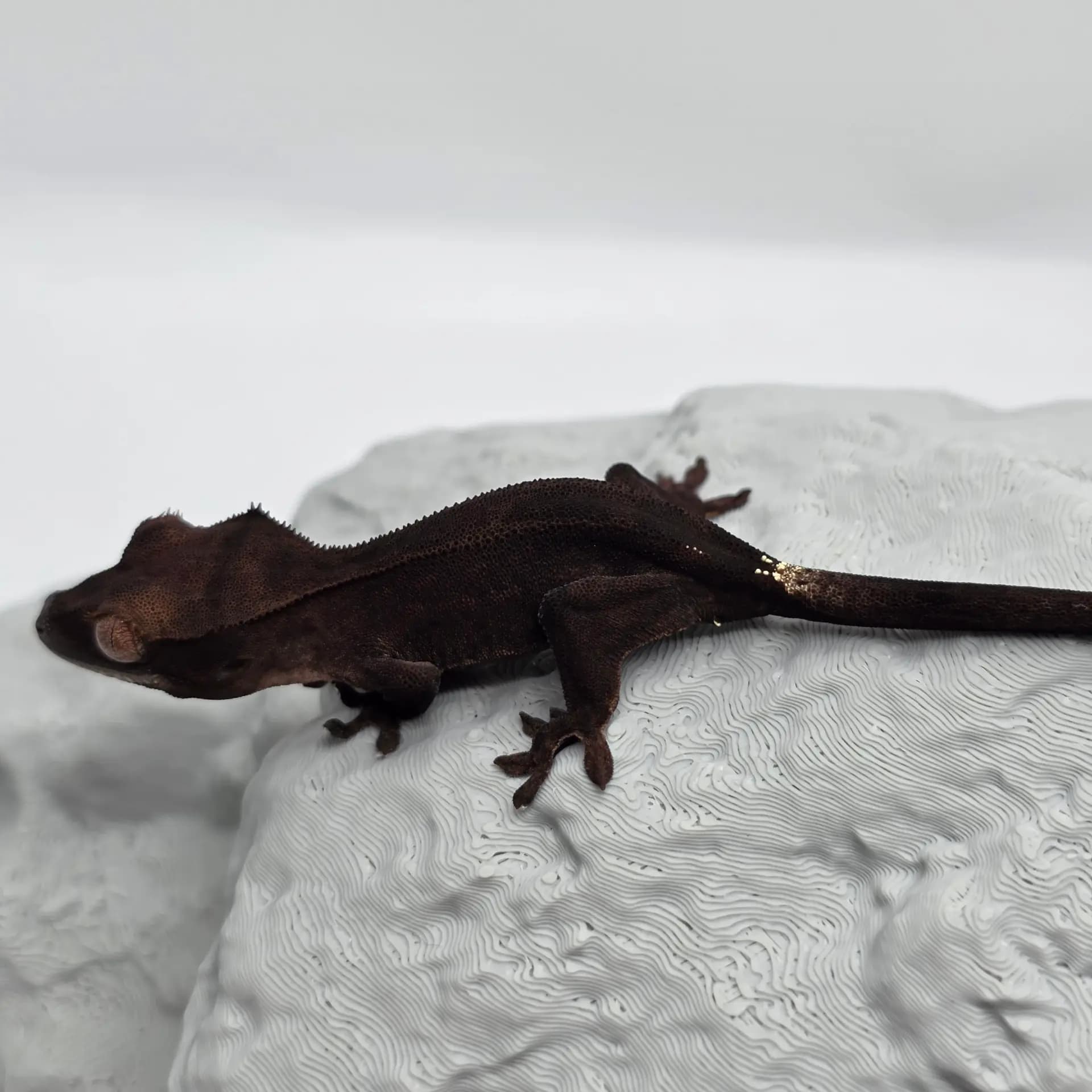 상품 이미지 2
