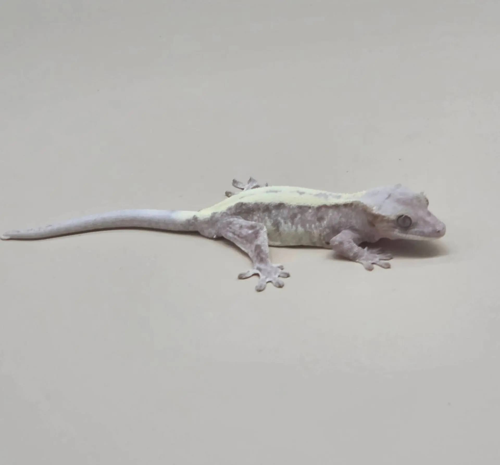 상품 이미지 1