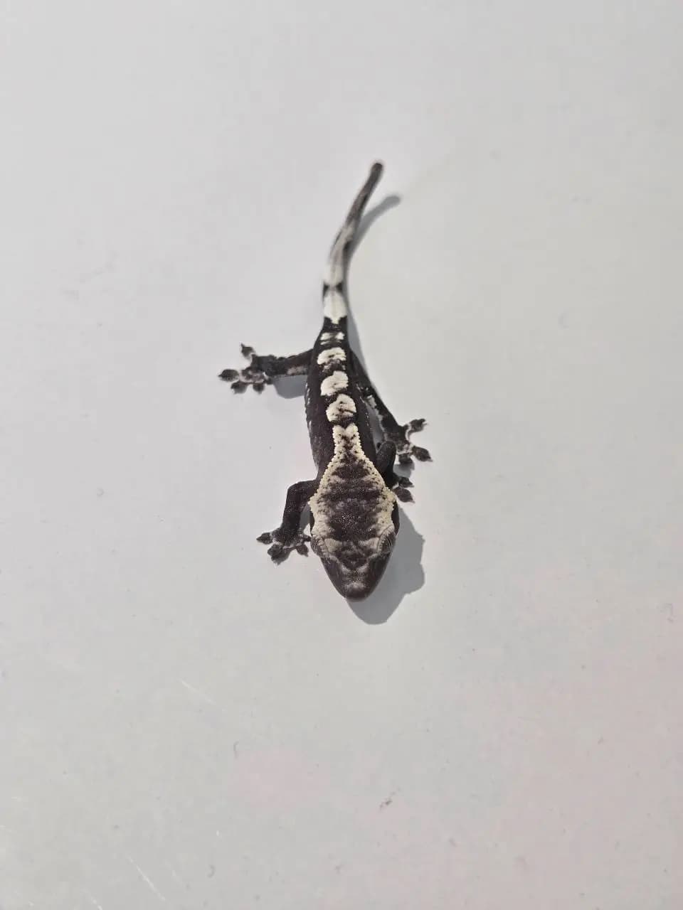 상품 이미지 2