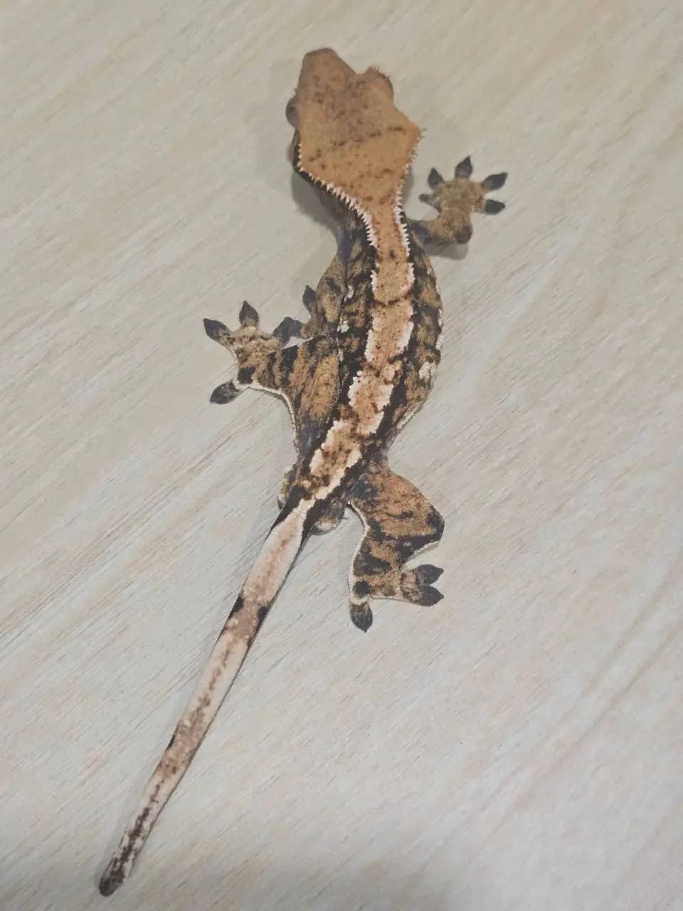 상품 이미지 2