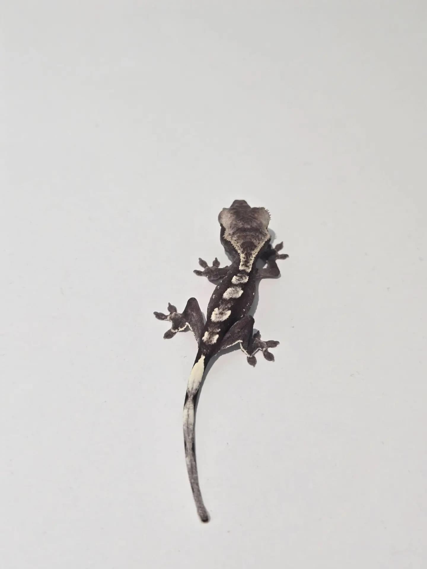 상품 이미지 2