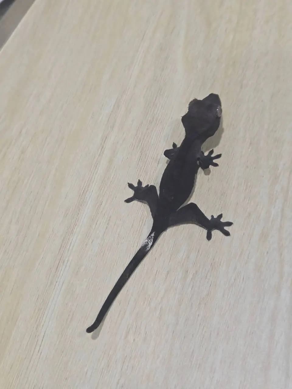 상품 이미지 2
