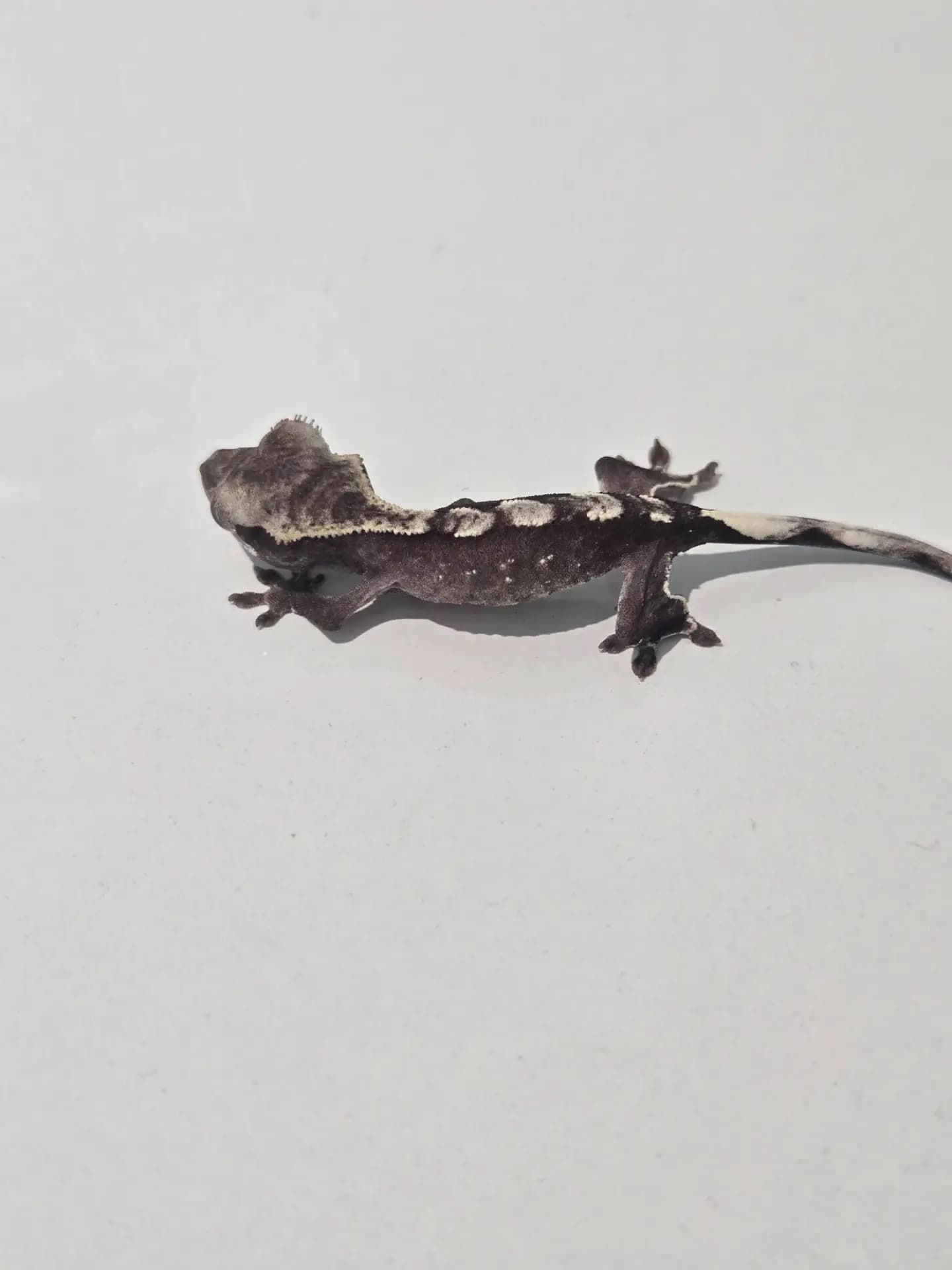 상품 이미지 1