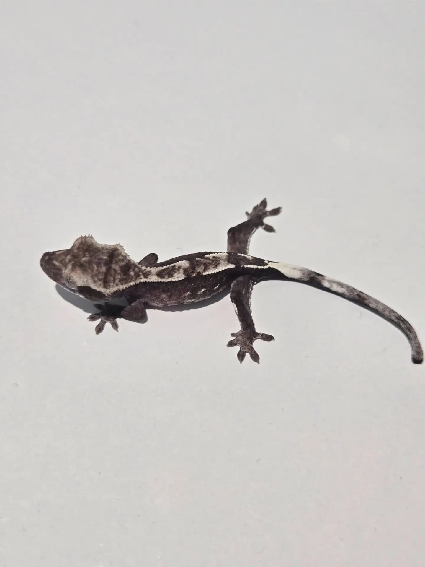 상품 이미지 2