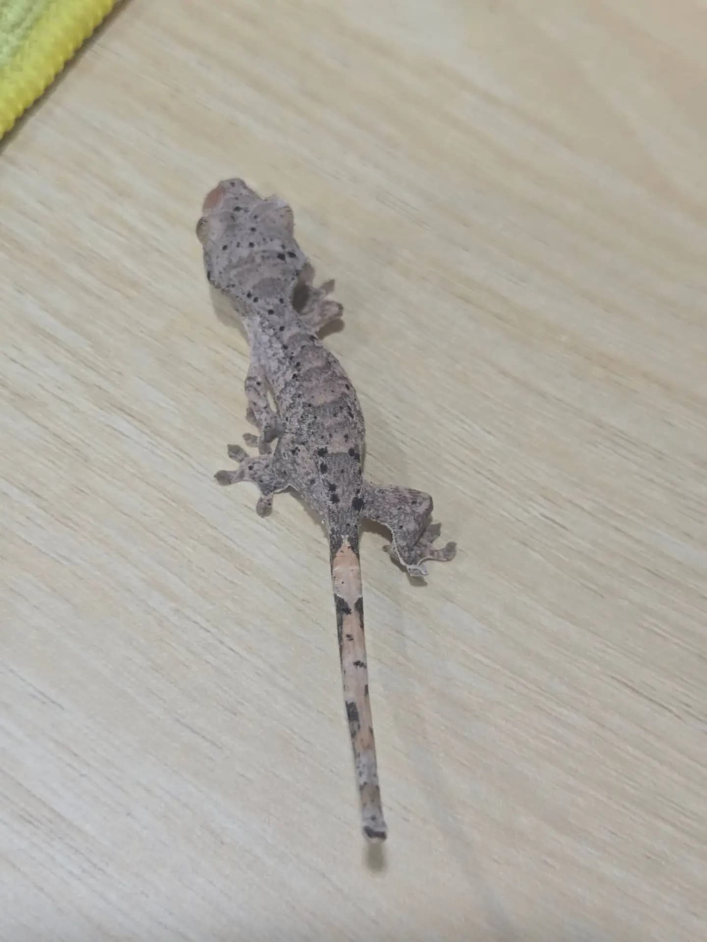 상품 이미지 2