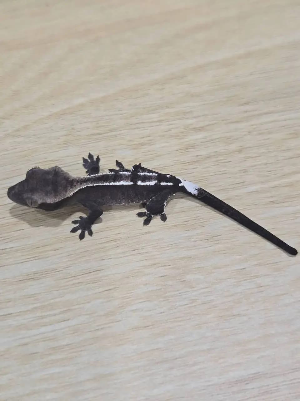 상품 이미지 2