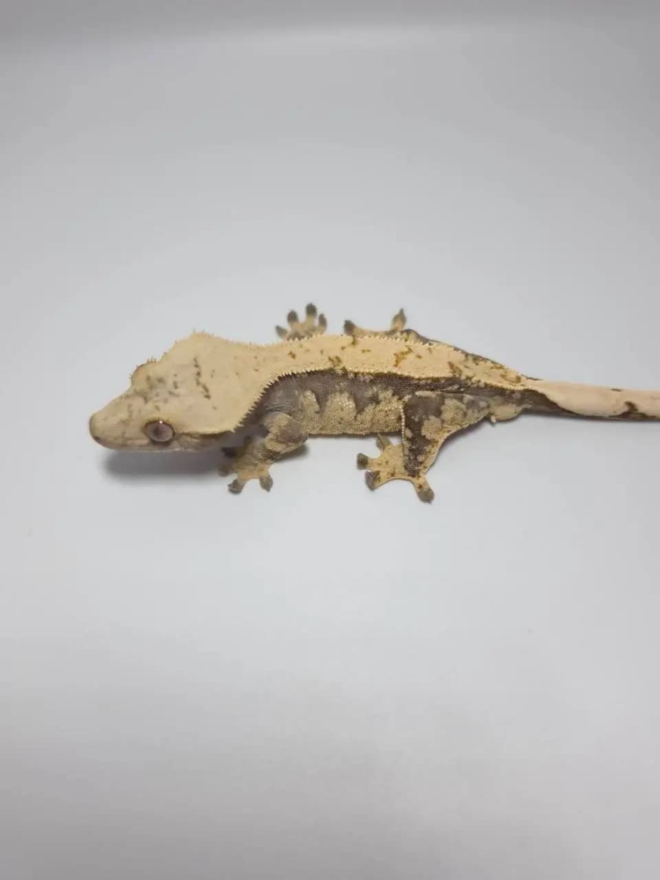 상품 이미지 2