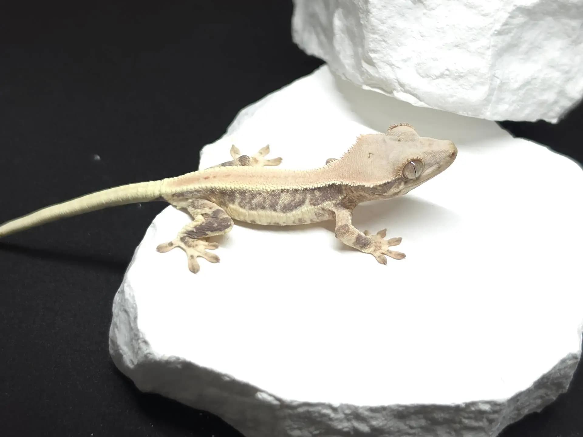 상품 이미지 1