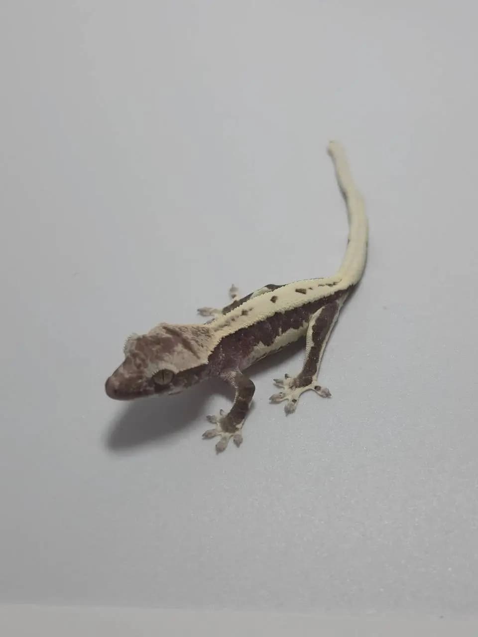 상품 이미지 5