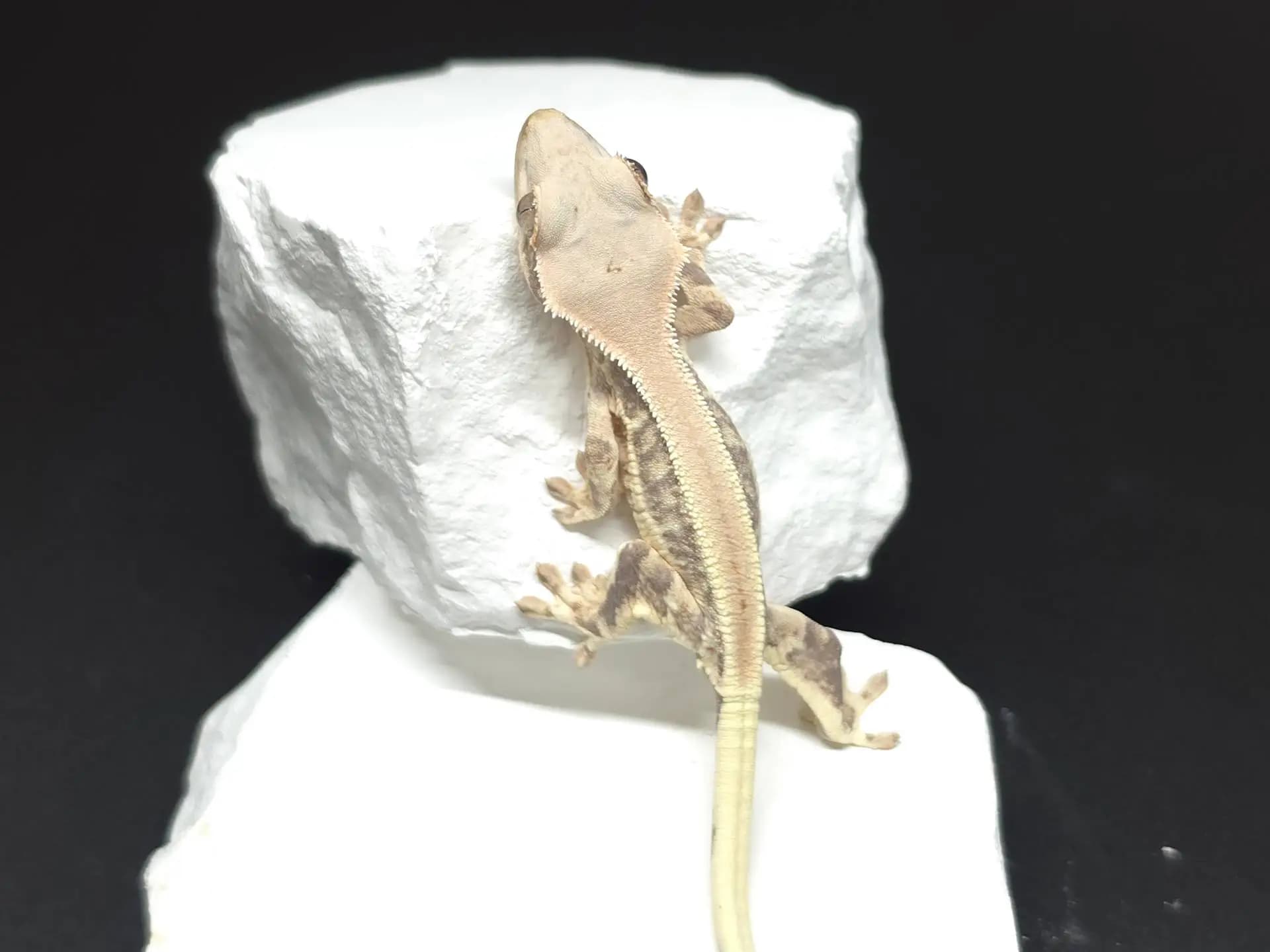 상품 이미지 2