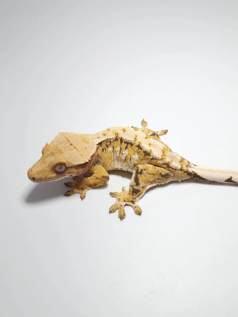 상품 이미지 4