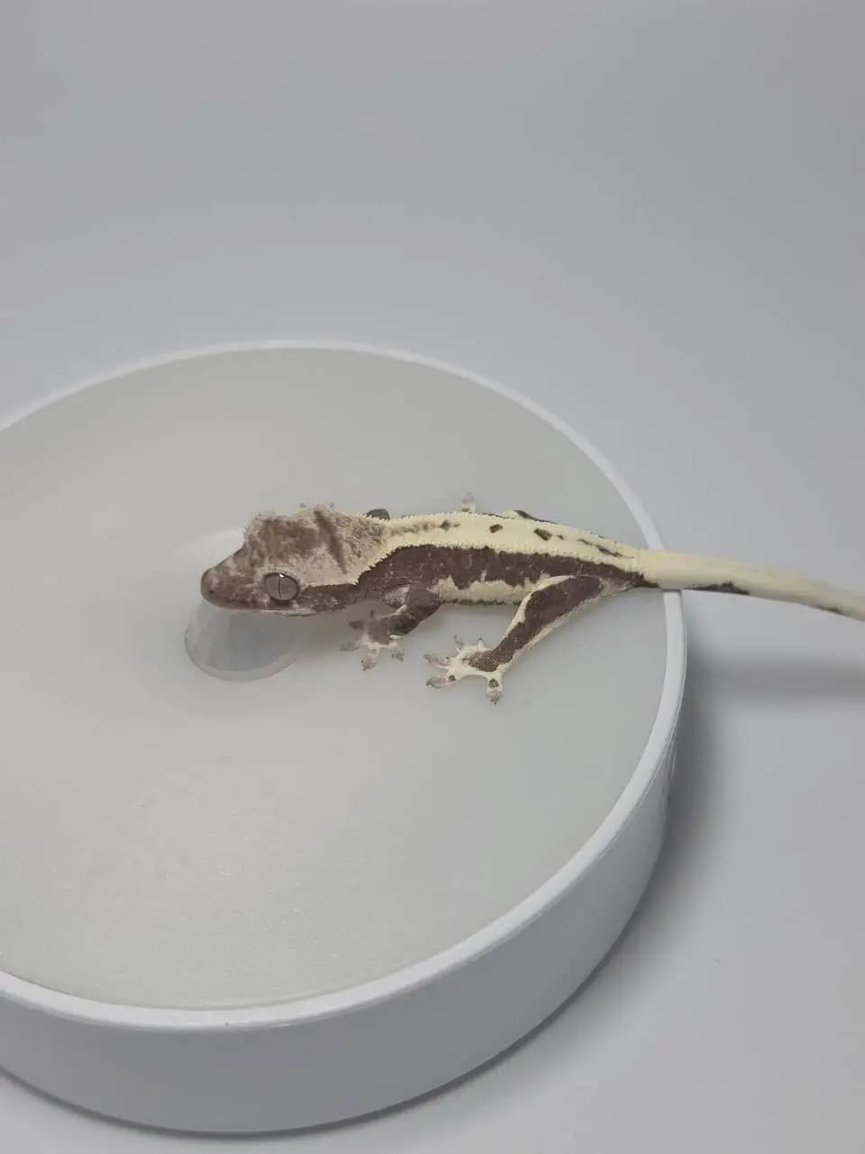 상품 이미지 1