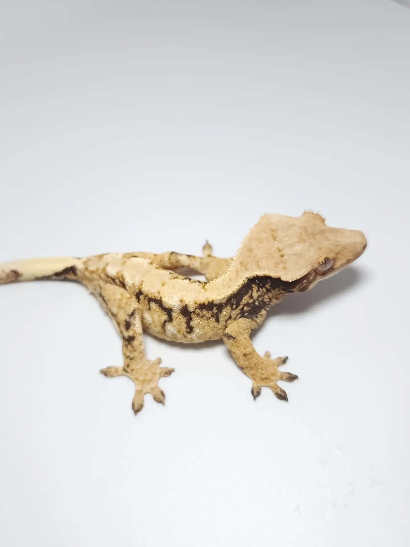상품 이미지 3