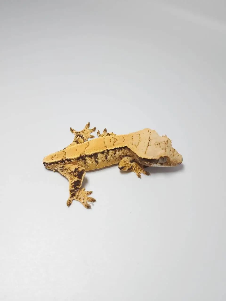 상품 이미지 2