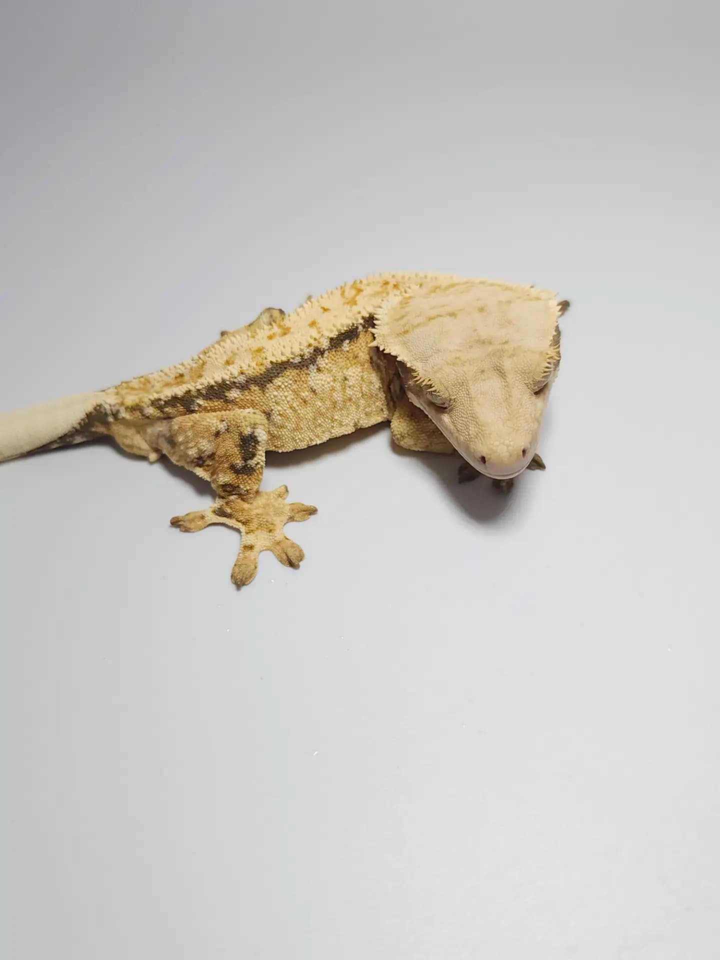 상품 이미지 2