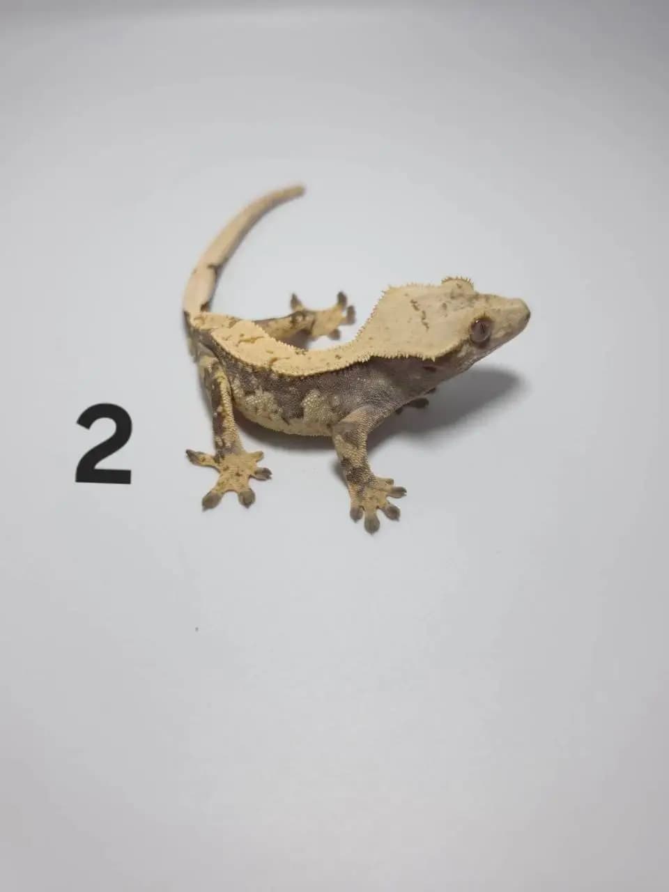 상품 이미지 1