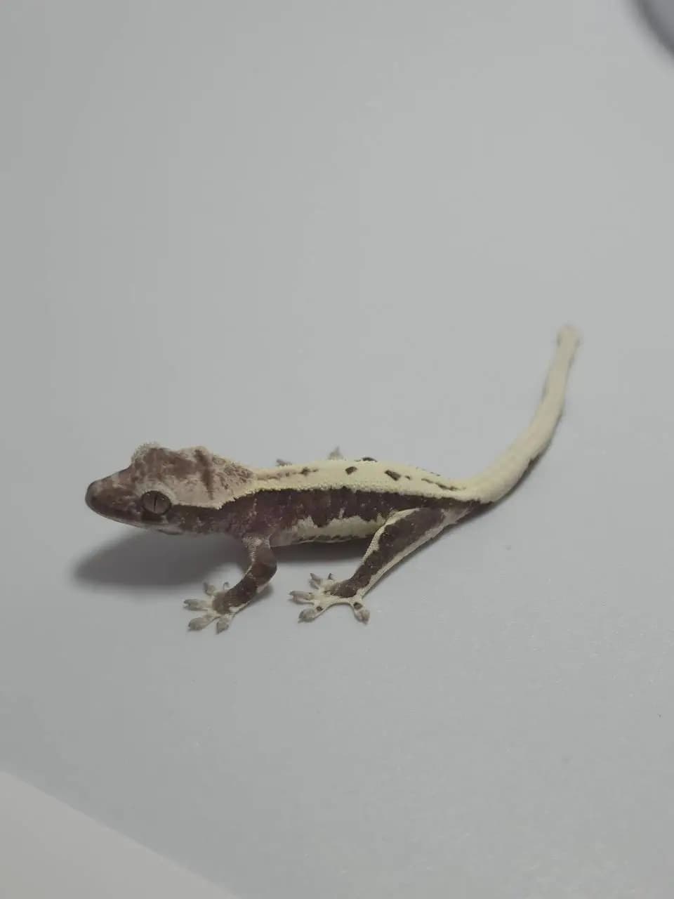 상품 이미지 2