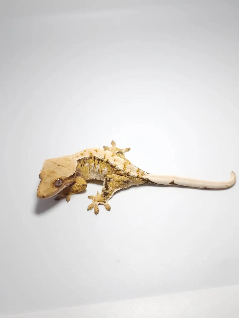 상품 이미지 2