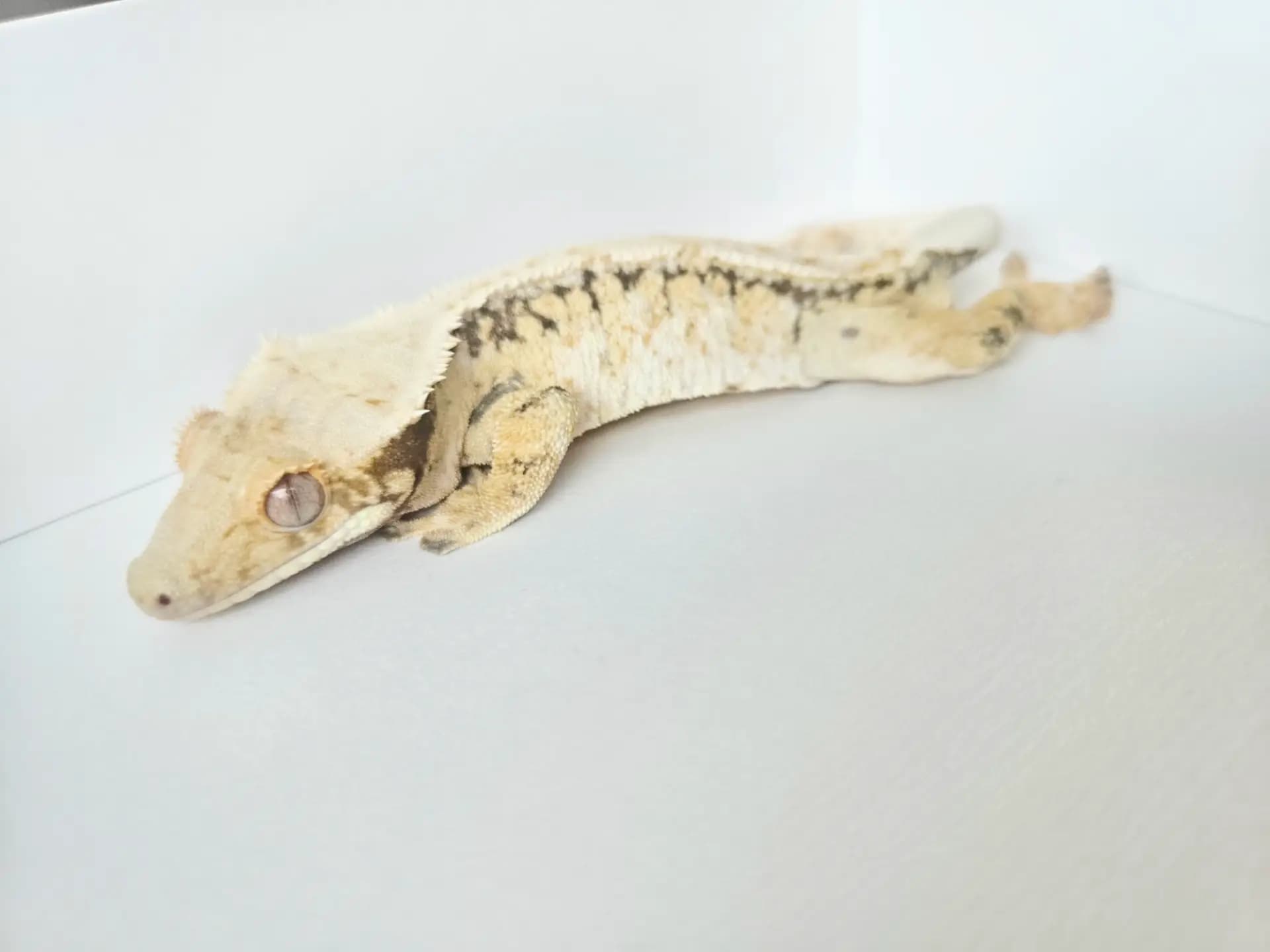 상품 이미지 2