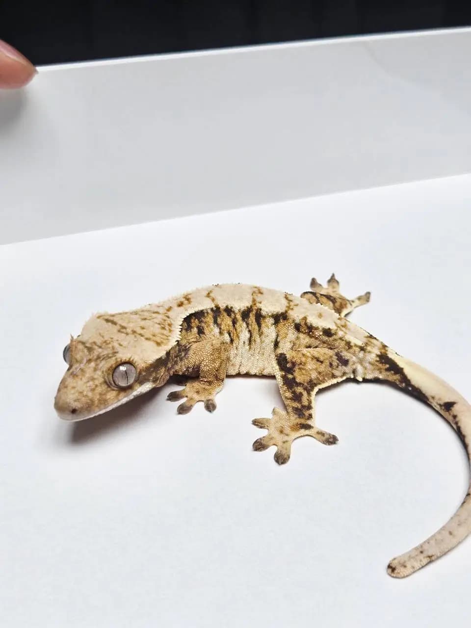 상품 이미지 2
