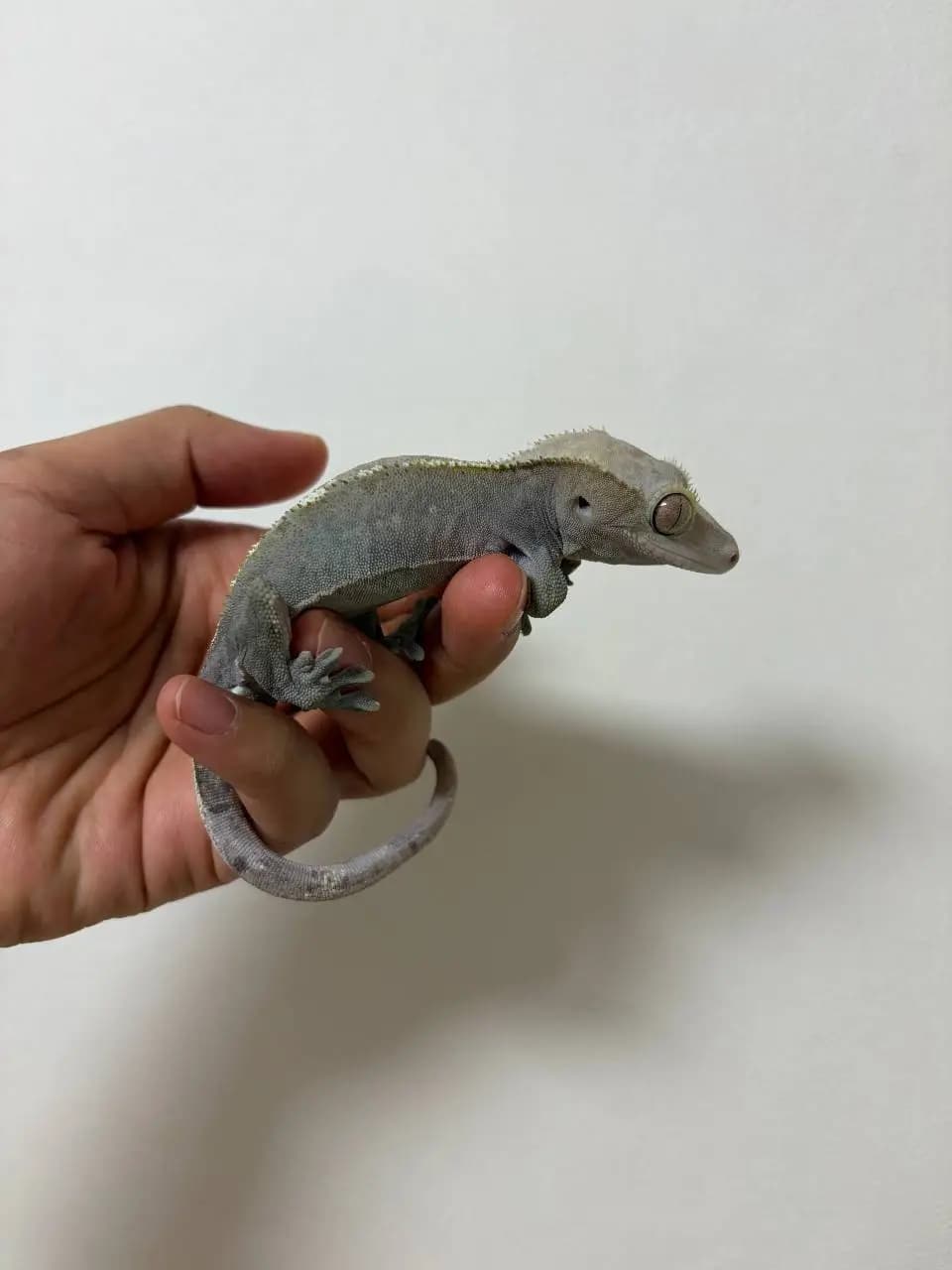 부 개체