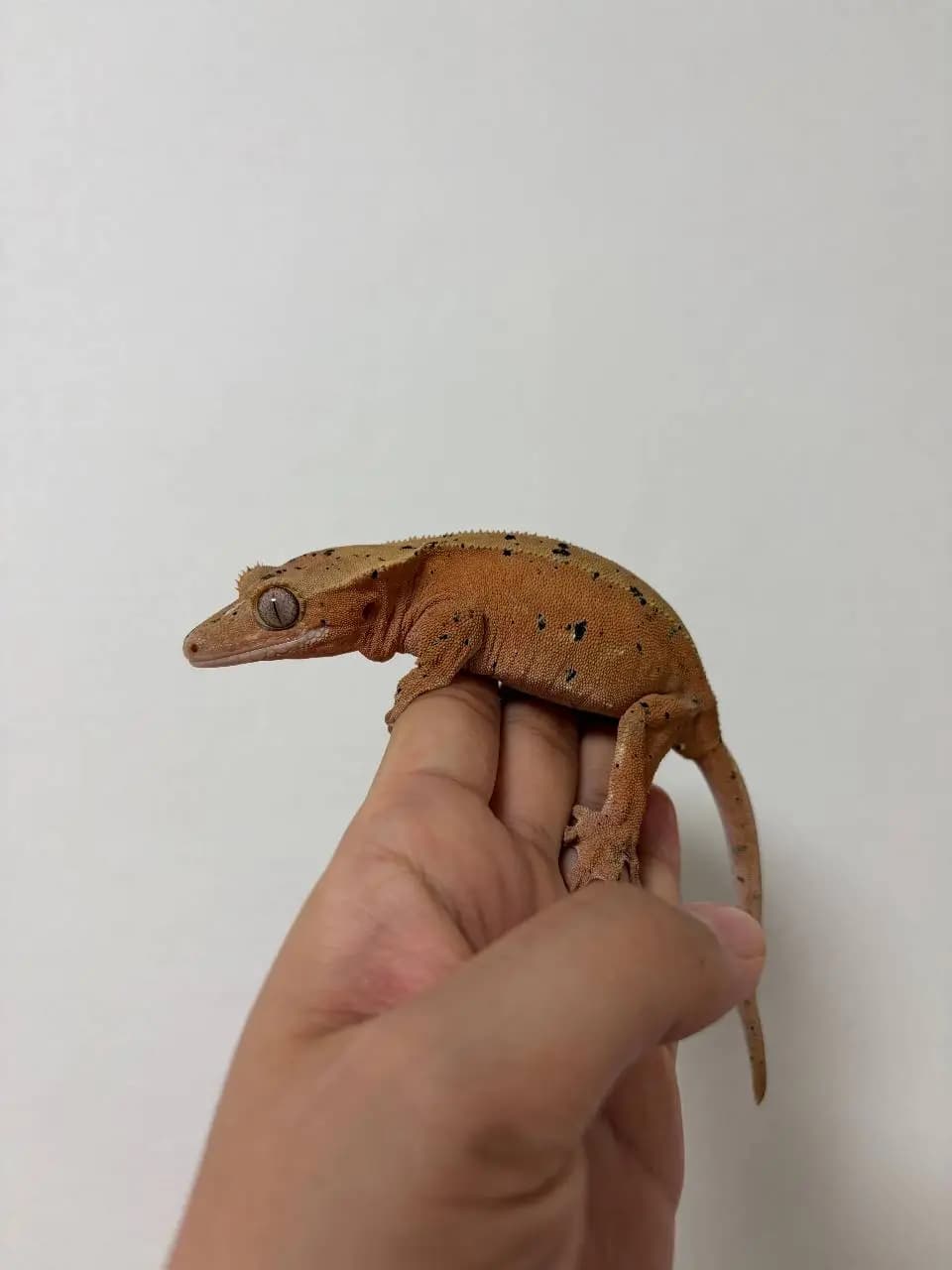 모 개체