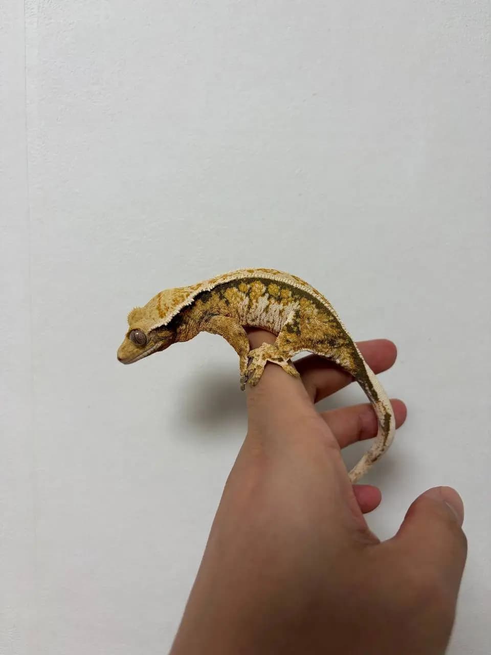 모 개체