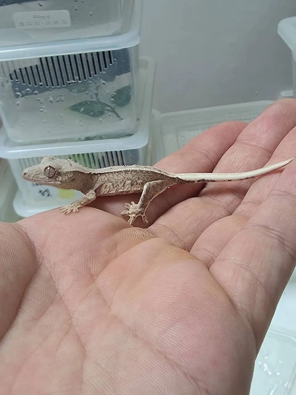 상품 이미지 2