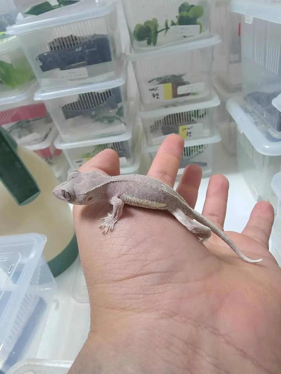 상품 이미지 2