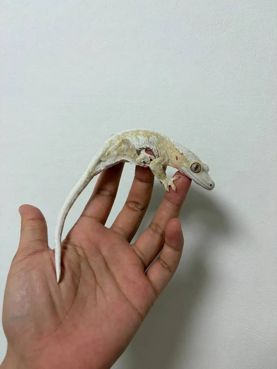 모 개체